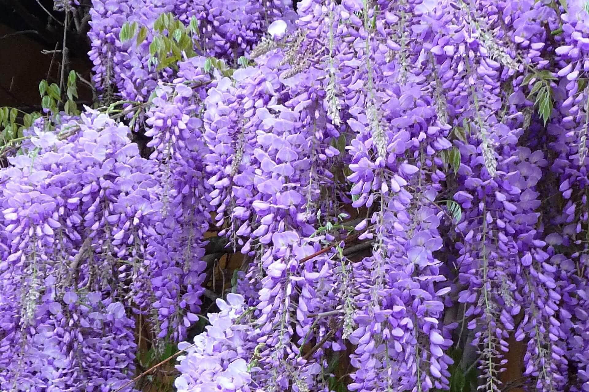 Wisteria-Blüten